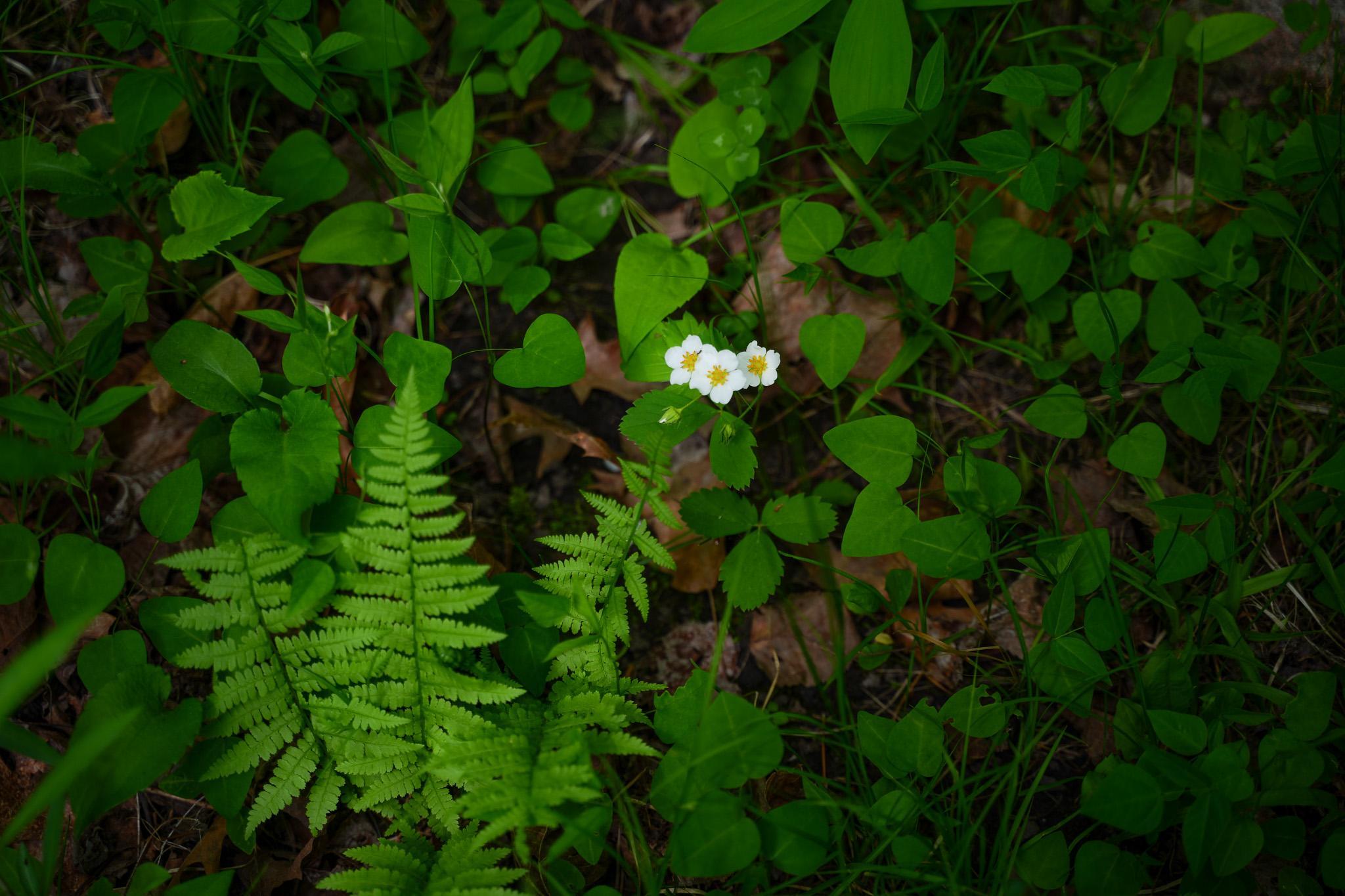 DSC00167.jpg