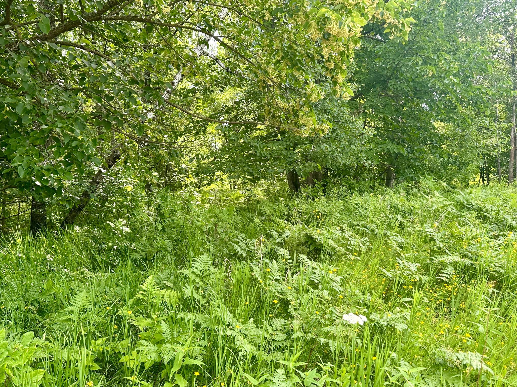 Beautiful Lot ready for you to bring your dream home a reality