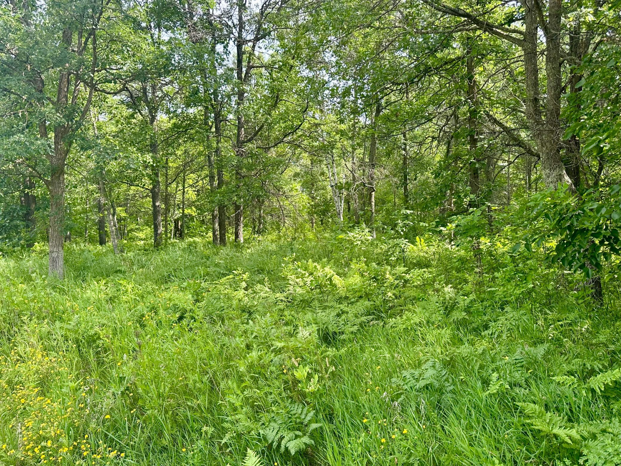Mature trees throughout the lot