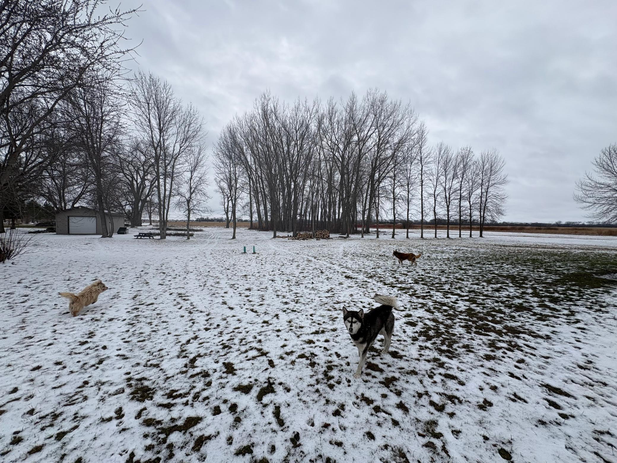 Large Yard- Underground pet fence comes with three collars