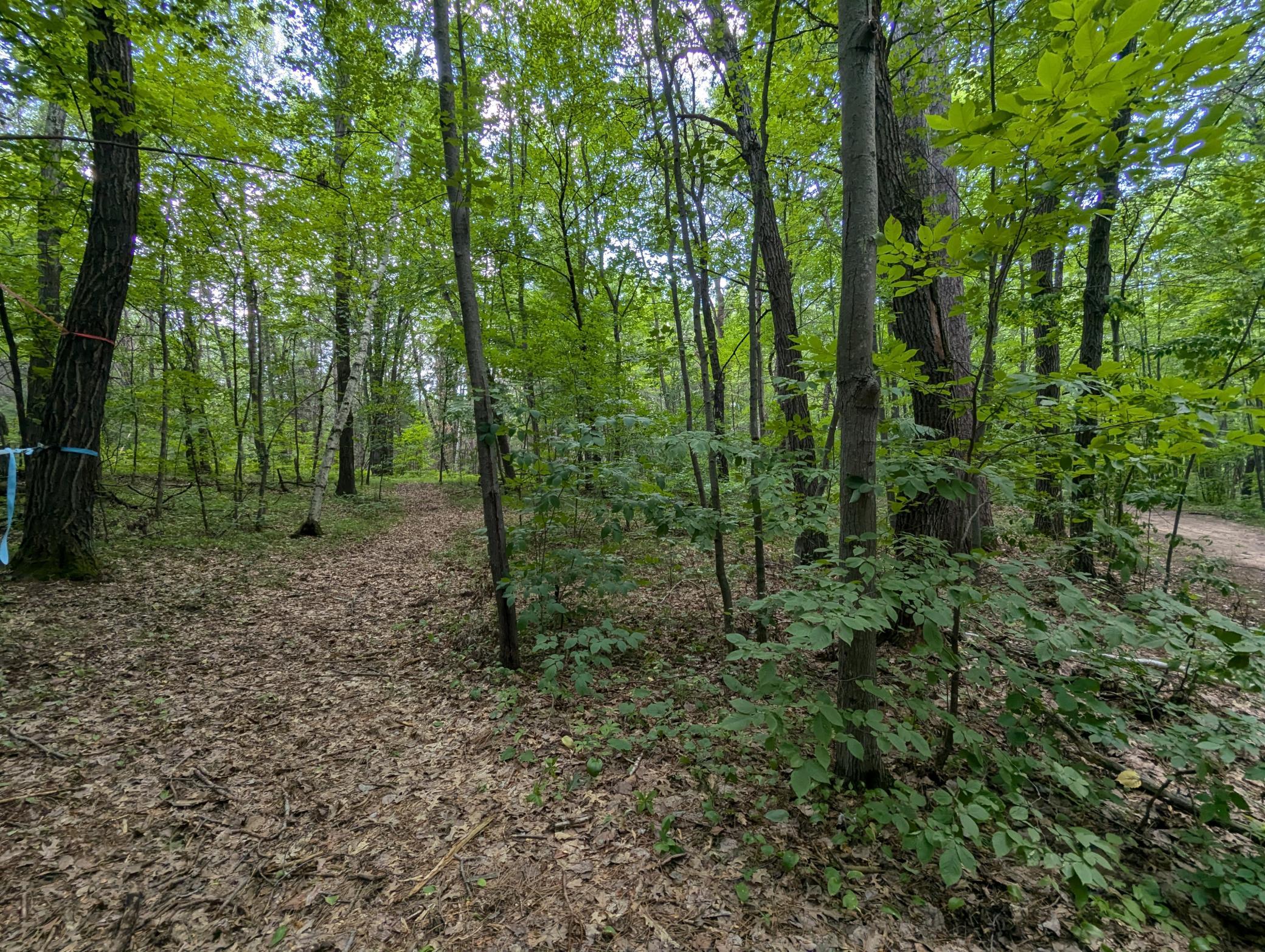 Property photo for Lot 4 Fosmo, Webster, WI 54893