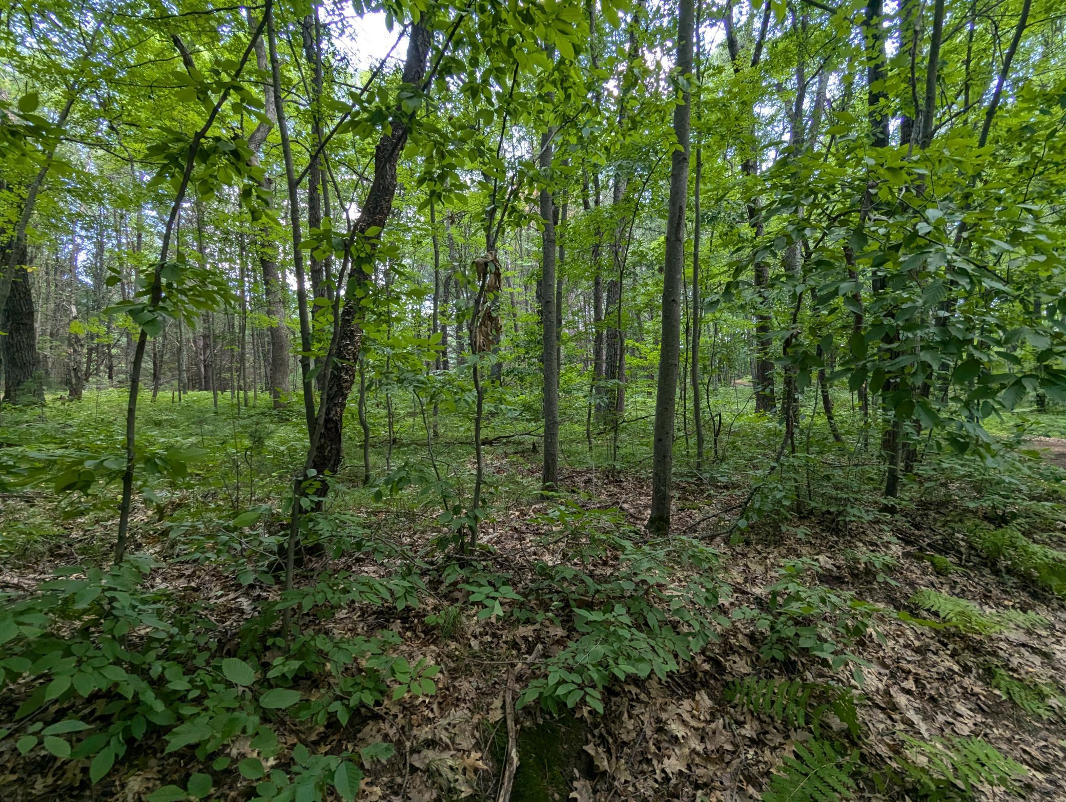 PXL_20240724_200213194 - Copy.jpg