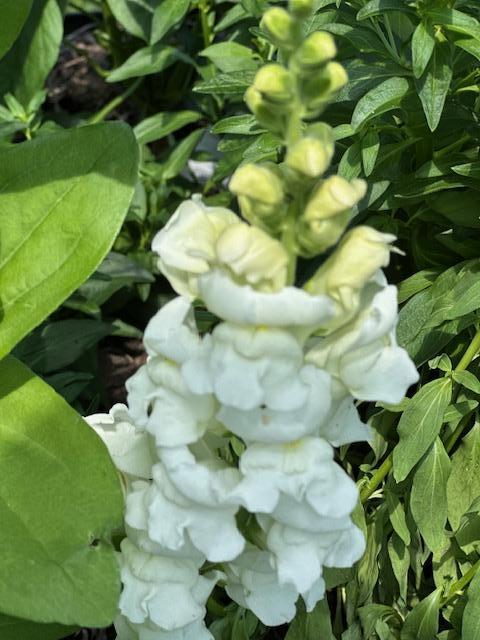 Snapdragon planted around the house