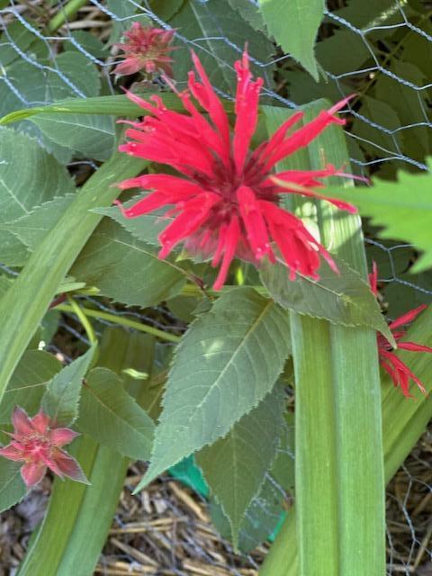 Bee-Balm planted around the house