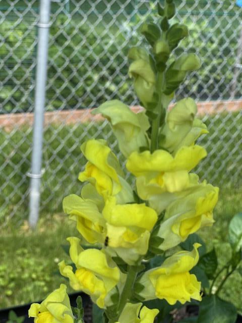 Snapdragon planted around the house