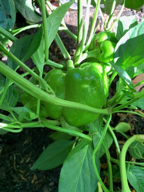bell peppers grown in the garden