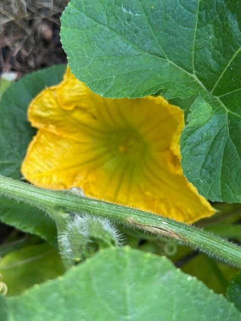 Squash grown in the garden