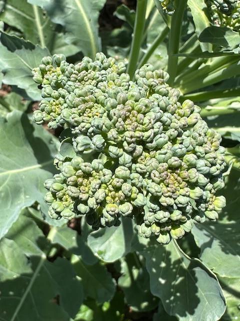 Broccoli grown in the garden