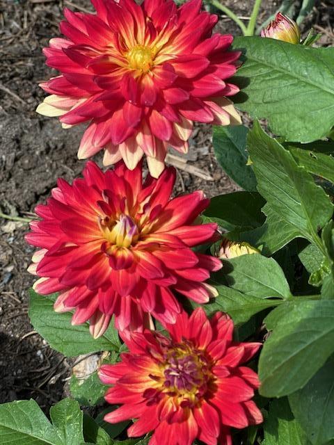 Zinnias planted around the house