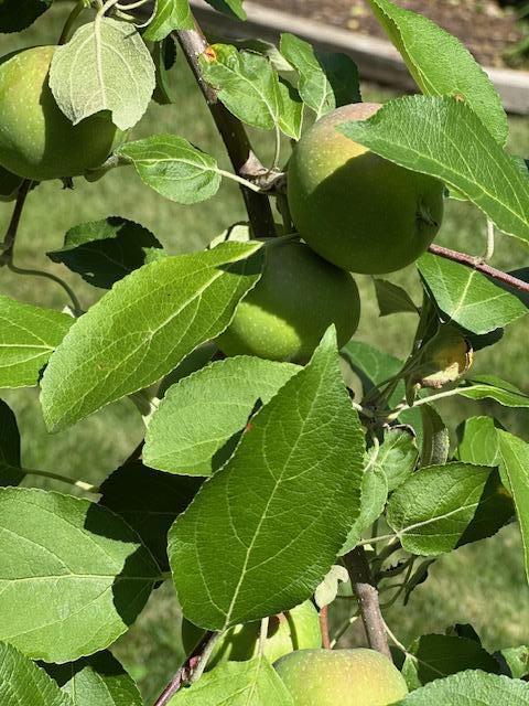 Snow sweet apples one of two apple trees