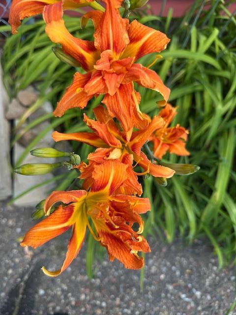 Day lilly planted around the house