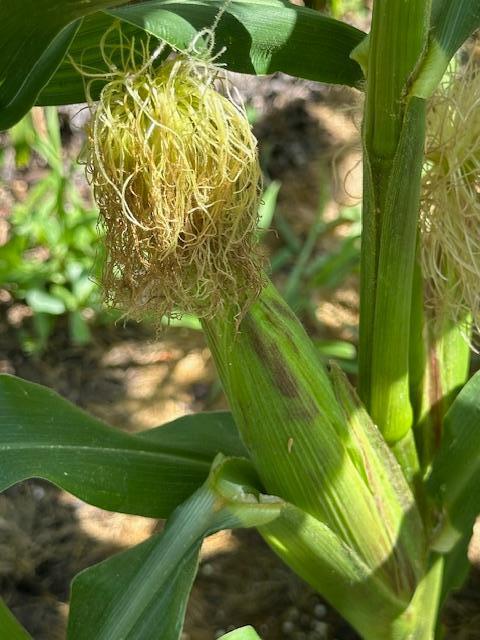 Corn grown in the garden