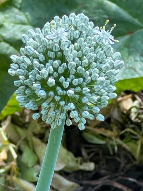 Onion blossom grown in the garden