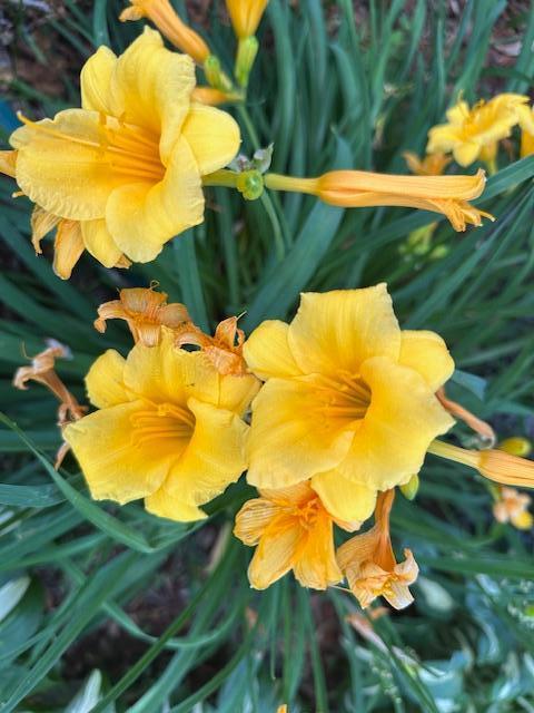 Daylilies planted around the house