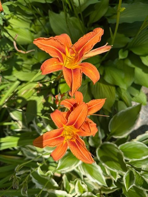 Daylilies planted around the house