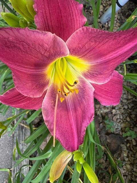Daylilies planted around the house