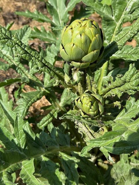Artichokes grown in the garden