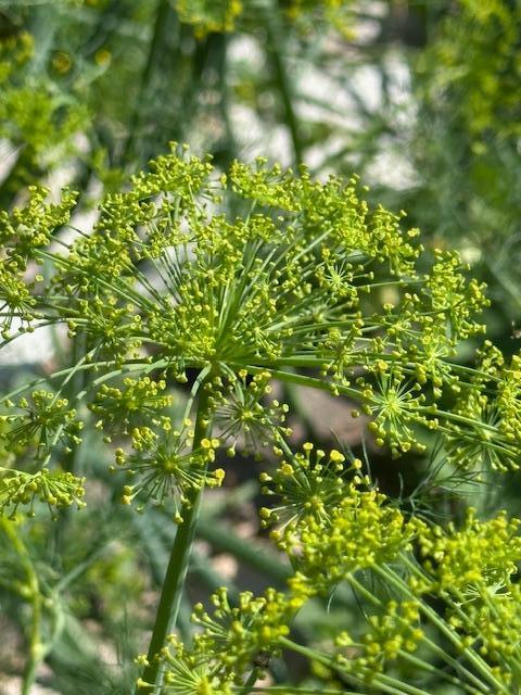 Dill grown in the garden