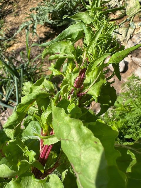 Rhubarb grown in garden