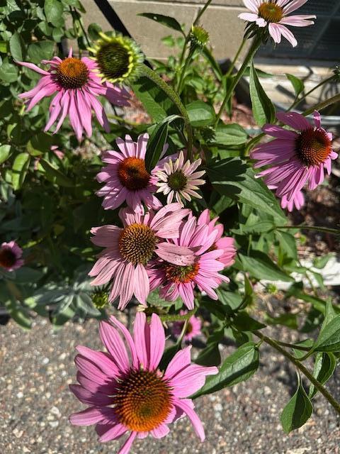 Echinacea planted around the house