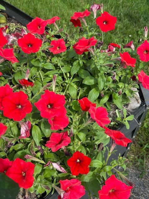 Petunia planted around the house
