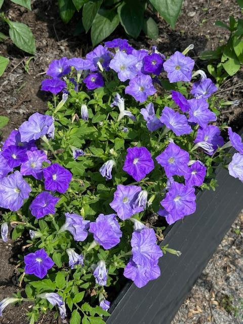 Petunia planted around the house