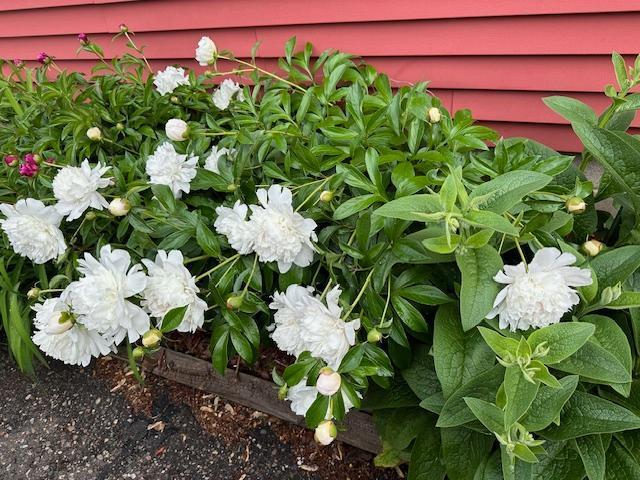Peonies planted around the house