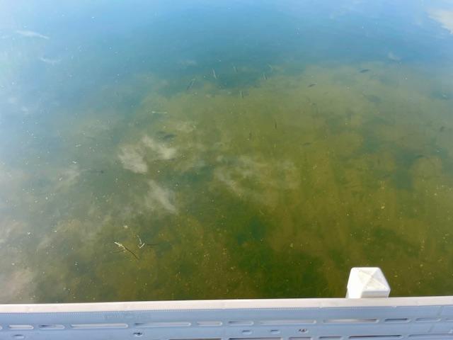 SEE THE FISH/ SAND BO
