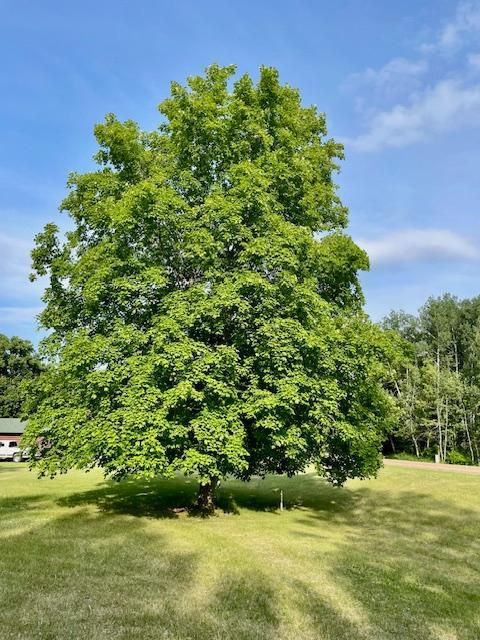 LARGE MAPLE TREE
