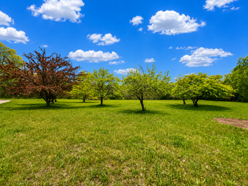 tree lines yard filled with apple trees.png