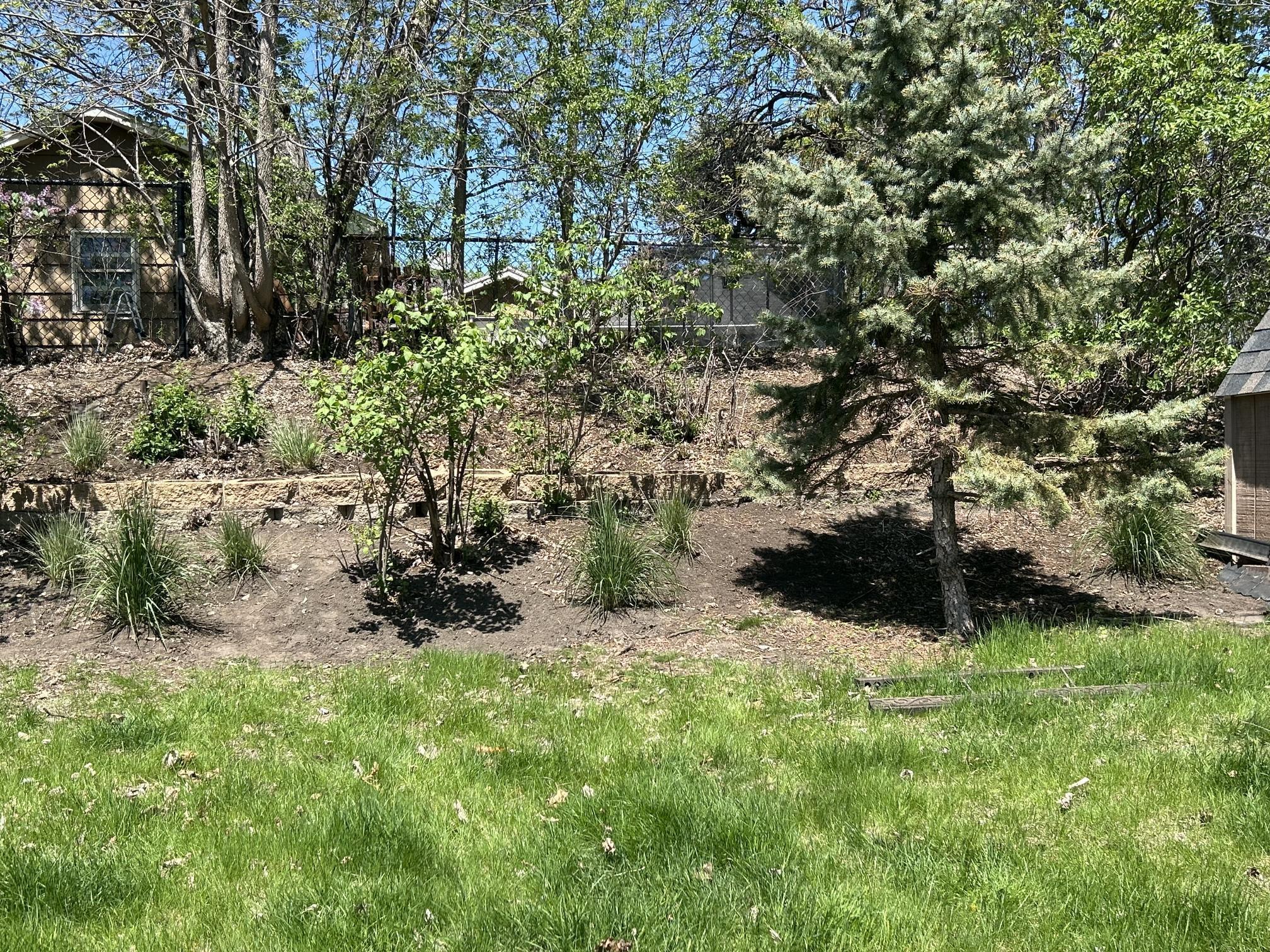 Backyard photo of lawn and trees.