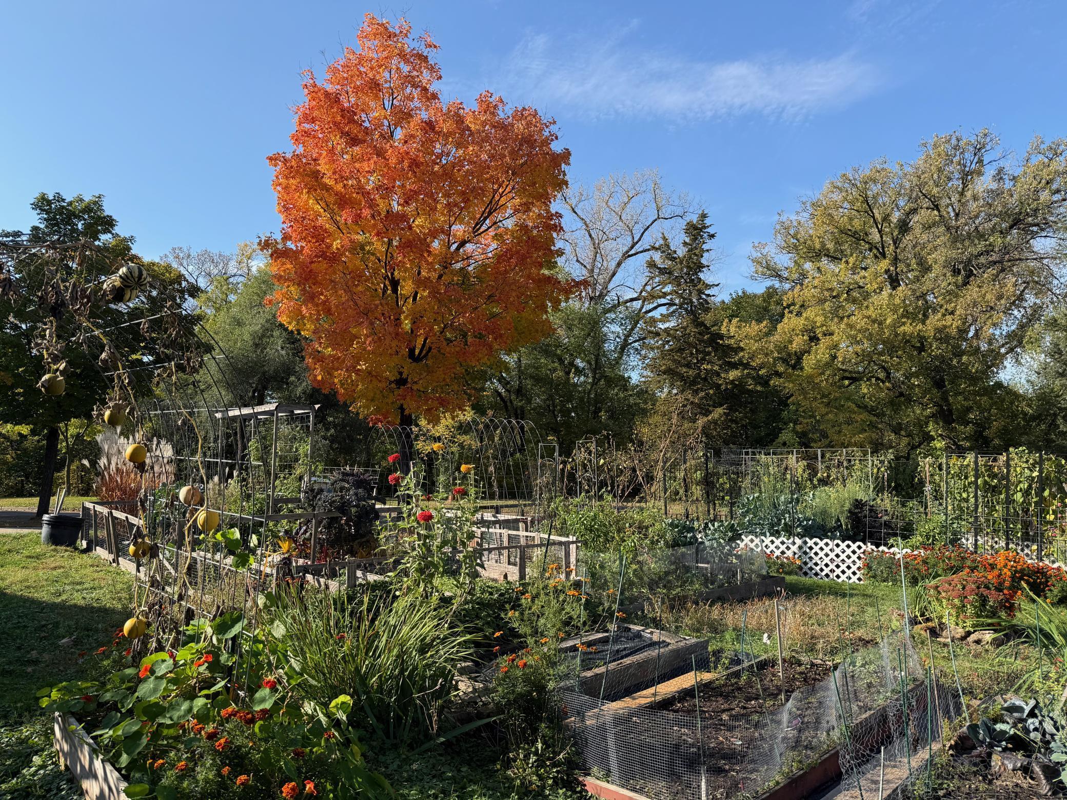 Community garden just steps away outside backyard