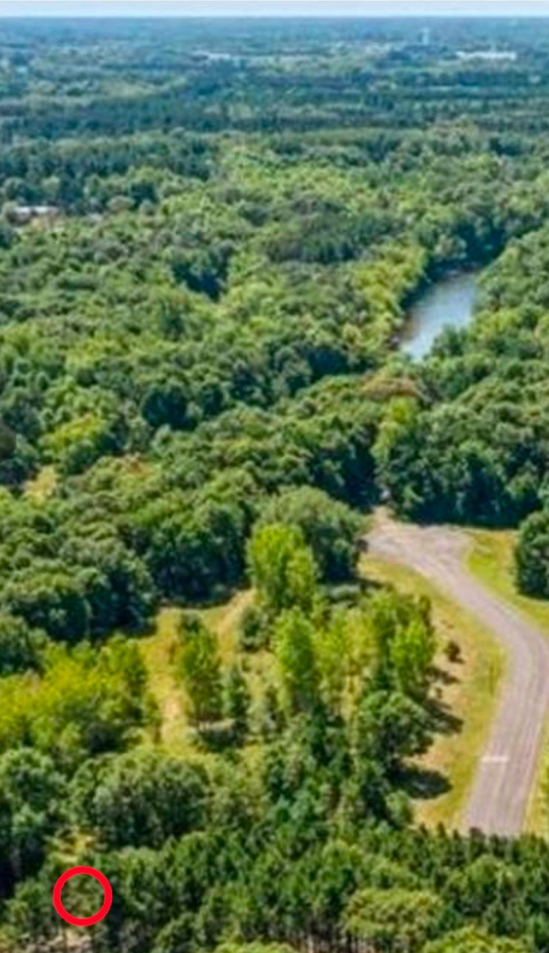 A nice mix of pine and hardwood trees.