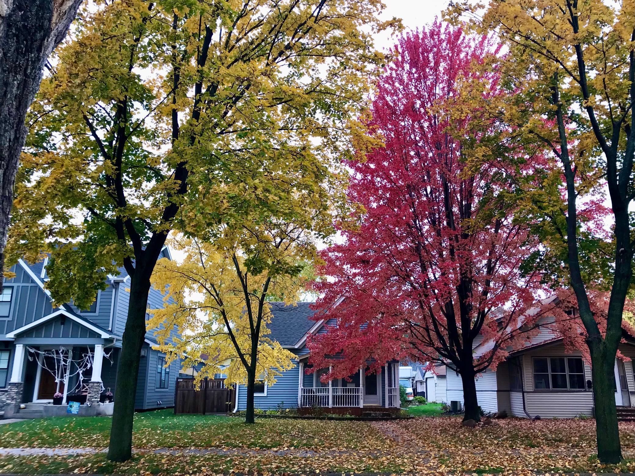 Front Yard in Fall