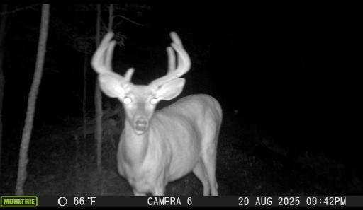trail cam