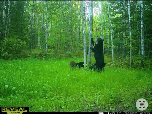 trail cam bear