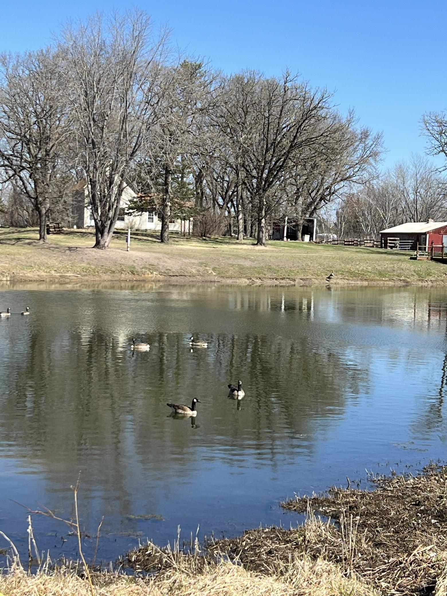 You'll enjoy a front row seat to visitors from nature - geese, ducks, trumpeter swans, deer, turkeys, etc.
