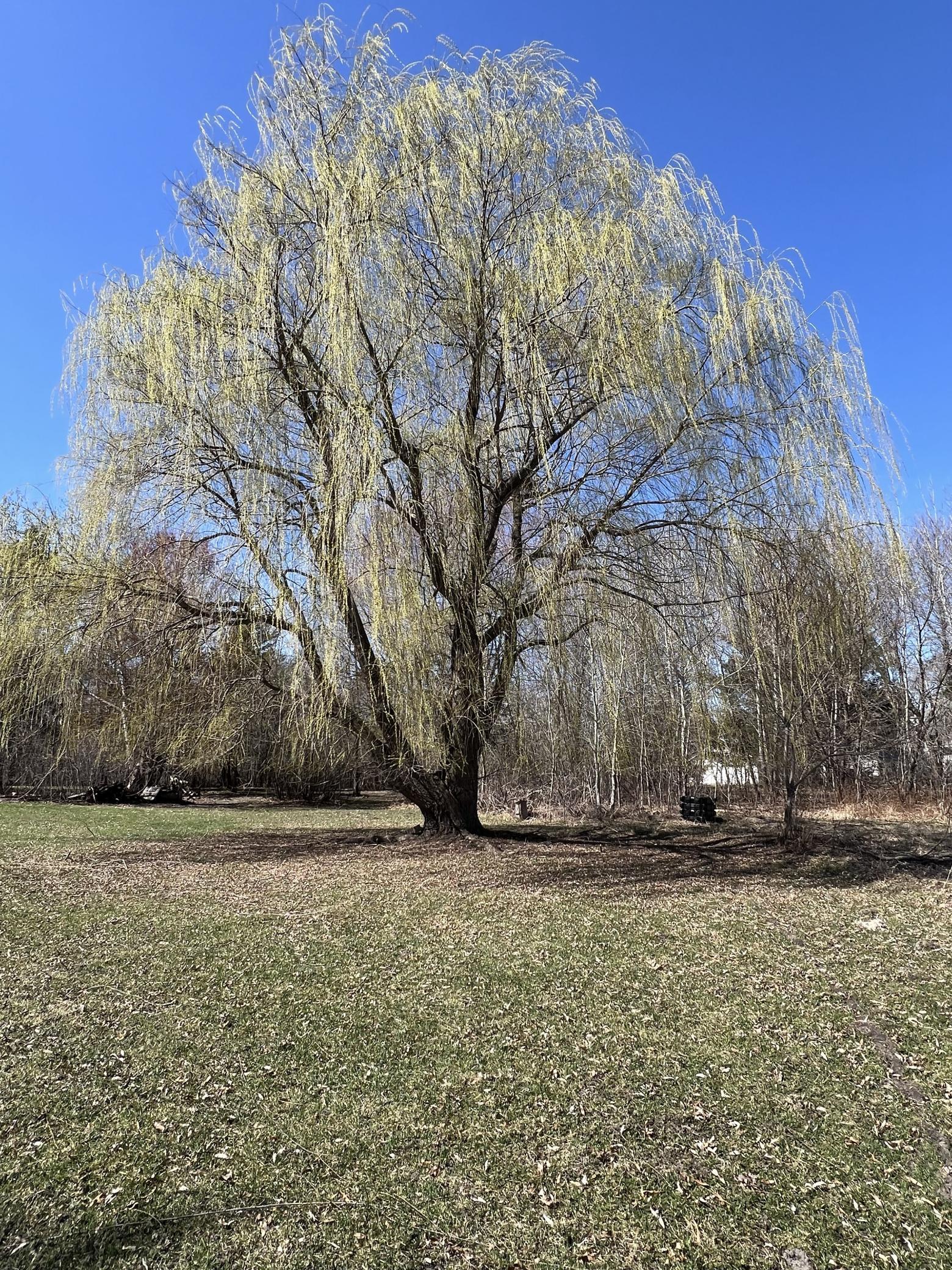 3.8 acres of pure privacy. Between the mature timber and this stunning weeping willow, the views are unmatched.