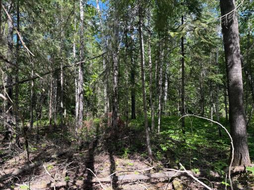 TBD Town Road 211, International Falls, MN 56649