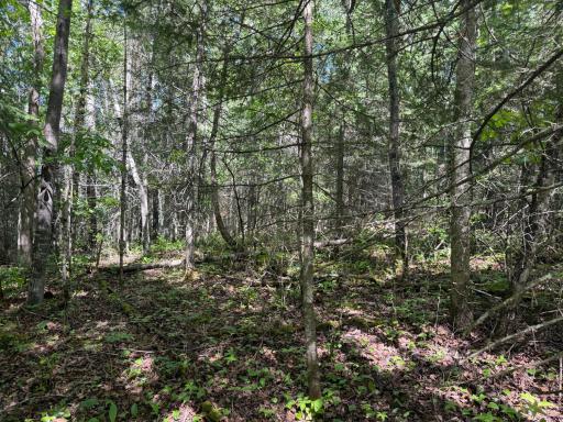 TBD Town Road 211, International Falls, MN 56649
