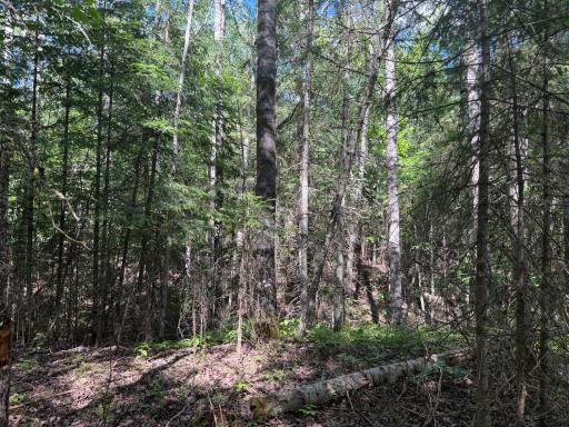 TBD Town Road 211, International Falls, MN 56649