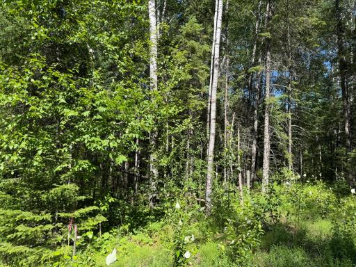 TBD Town Road 211, International Falls, MN 56649