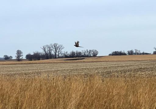 TBD 120th St SW, Milan, MN 56262