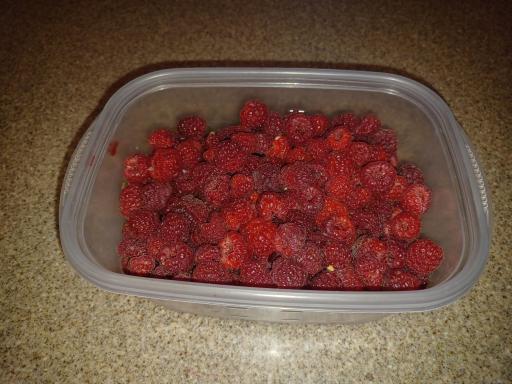 Pick your own fresh berries!