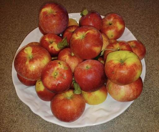 Pick your own Apples from your tree