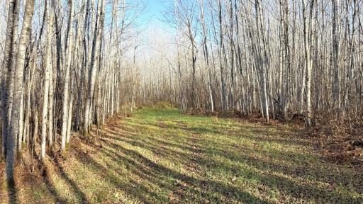 11680 County Rd 59 property ground 3.JPG