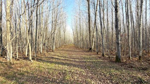 11680 County Rd 59 property ground 1.JPG