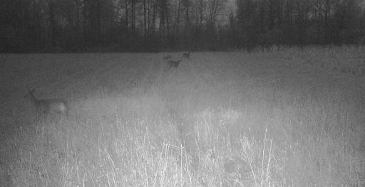 11680 County Rd 59 wildlife 5.JPG
