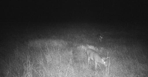 11680 County Rd 59 wildlife 4.JPG