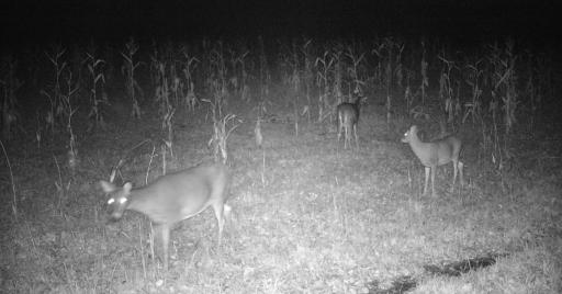 11680 County Rd 59 wildlife 3.JPG